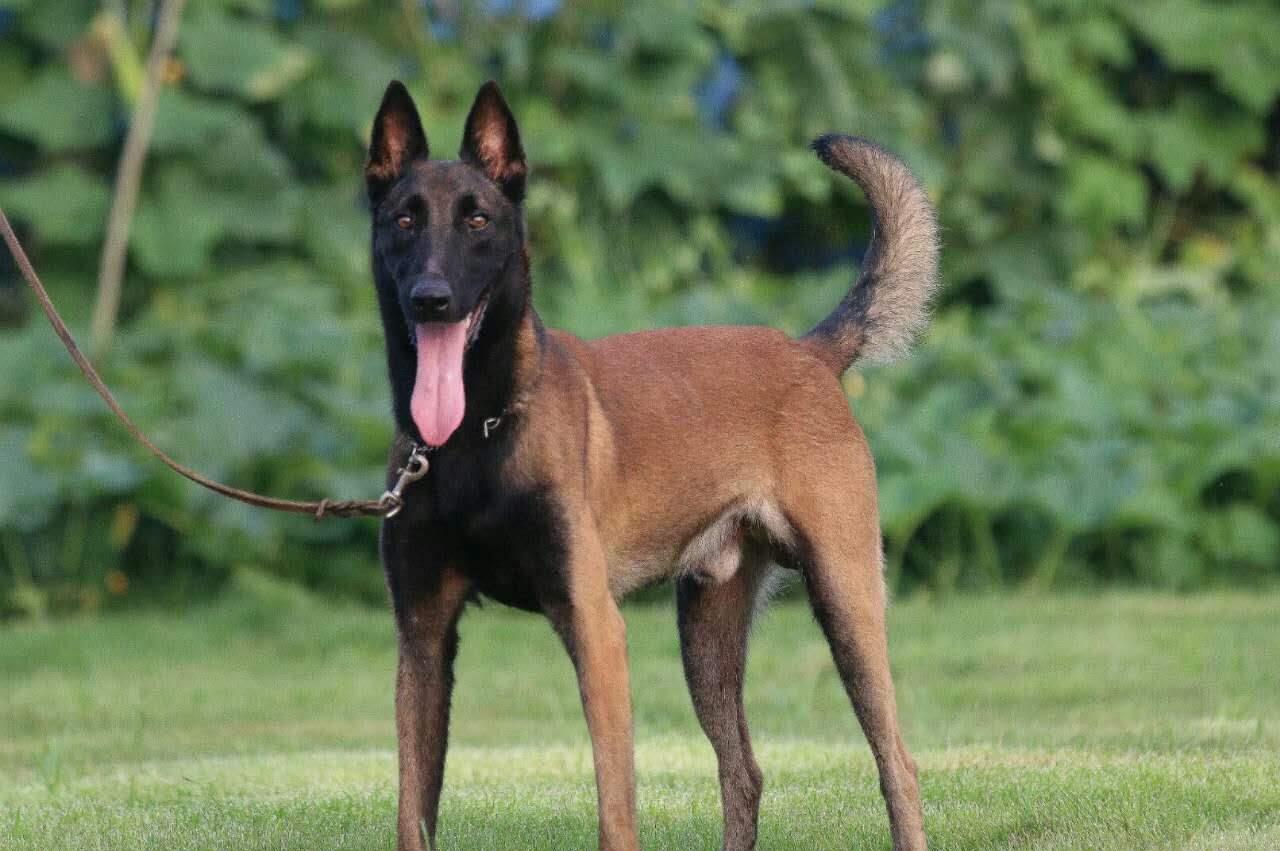 全世界公认5大“出色警犬”,中国犬种榜上有名