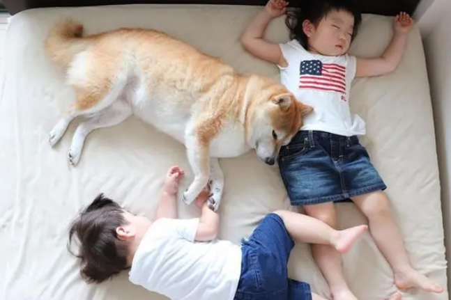 超萌，日本一只柴犬喜欢陪两个小主人睡觉，各种睡姿太温馨了