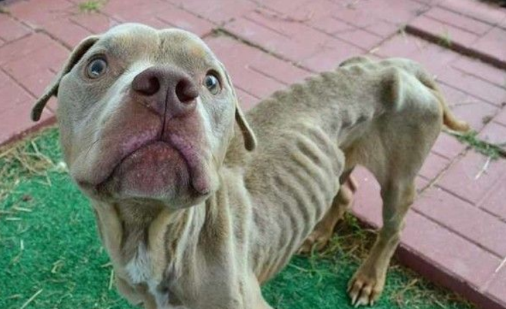 比特犬米克斯被关狗笼 饿到皮包骨幸得及时救援