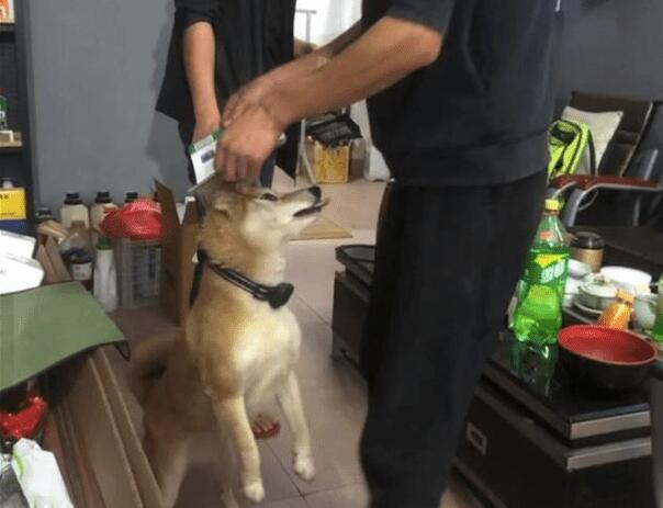 狗狗遇到粘鼠板了,把强力胶拉得老长都取不下来,最终剃变成秃头