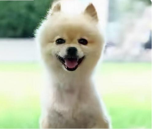 宠物犬景区被土狗咬伤,男子投诉至各级平台,要求当地承认不作为