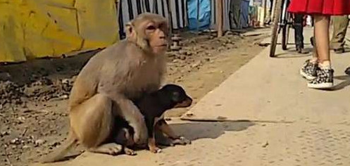 猴子抱着小狗流落街头，死活不肯松手