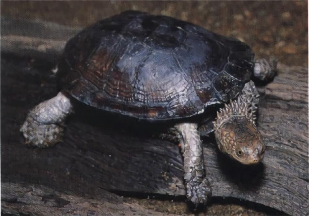 刺股蛇颈龟身份信息