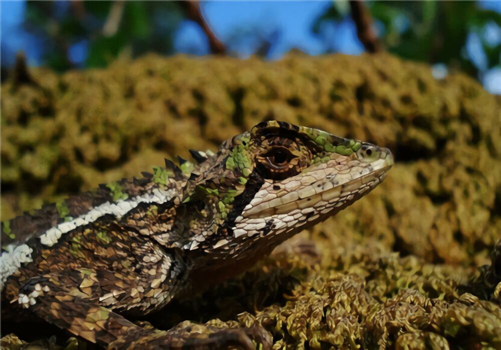 丽纹龙蜥身份信息