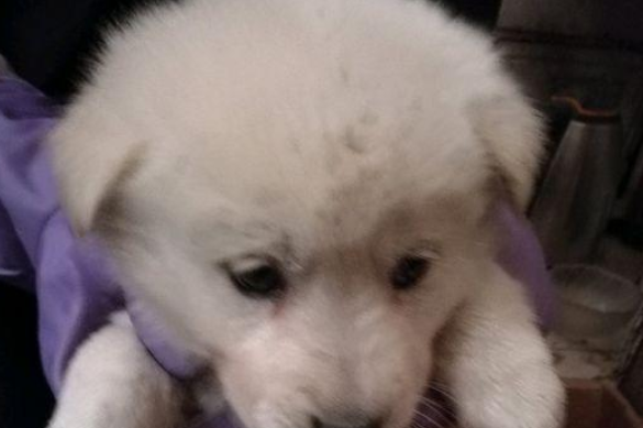 二只流浪犬被抛弃在马路边,女生想请人收留,却遭受商家嫌弃