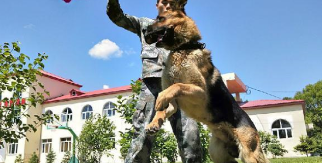 边防犬“黑贝”:从警犬到军犬,我用四肢丈量我守护的边境线