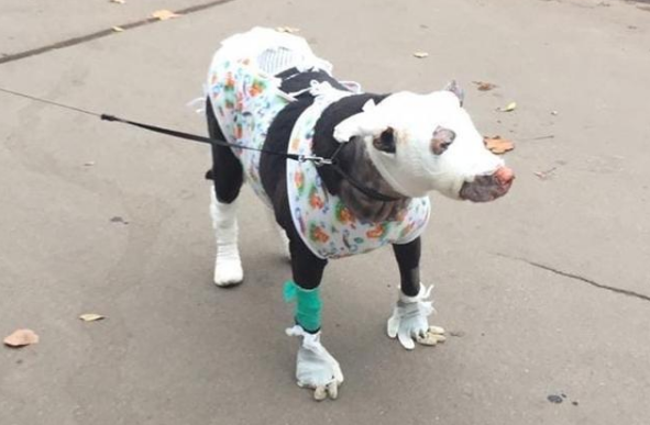 狗妈妈冲进火场救人，严重烧伤无法喂养小狗，却换来人类的背叛