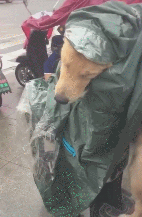网友带小狗出门下大雨,自身淋着,金毛却衣着雨衣