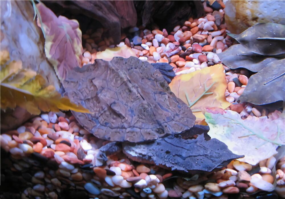 枯叶龟身份信息