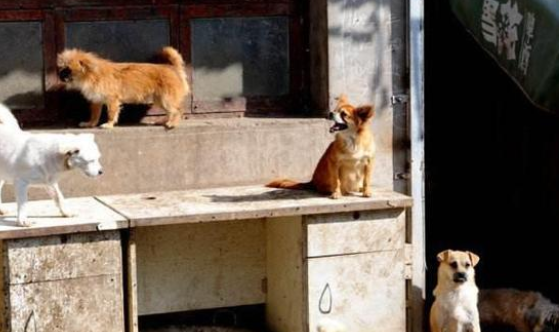 夫妻领养比特犬,3小时后立刻送回来:咬伤我家藏獒!