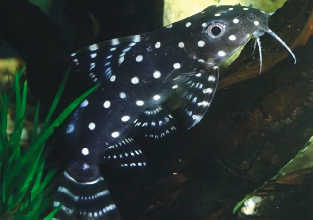 仙女鲶身份信息