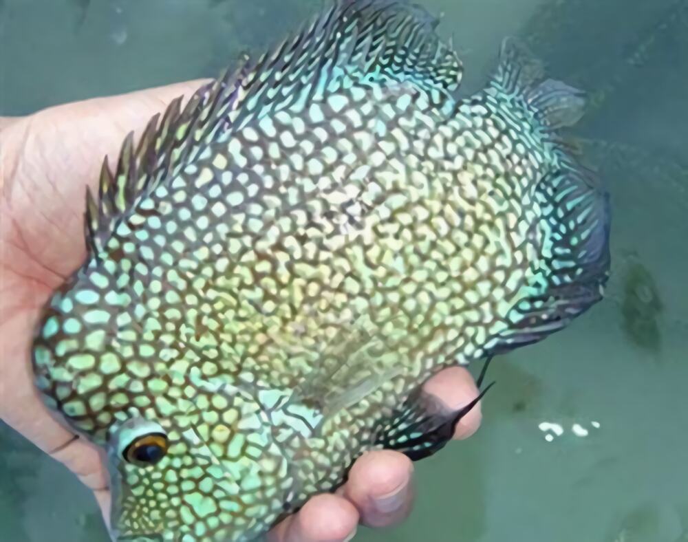 德州豹身份信息