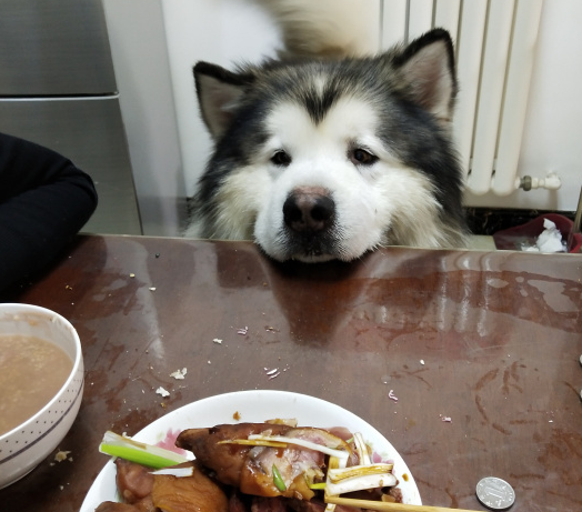 “胖儿子”很馋肉,要是闻到有肉味也不吃狗粮,它务必要吃