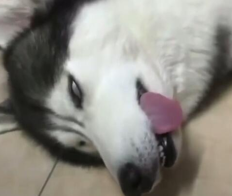 小狗入睡听不到召唤,主人喊傻狗,这狗立即翻眼呆咯!