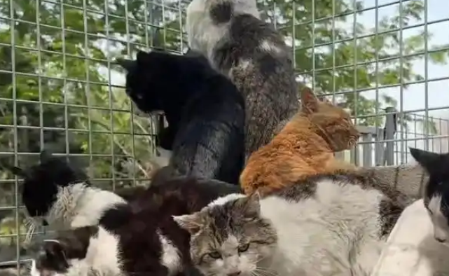 成都一猪肉加工点圈养大量流浪猫？涉事场所已依法取缔