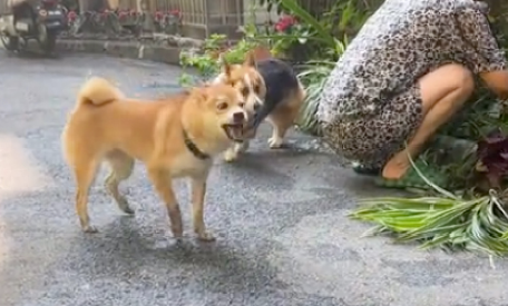 柴犬和柯基打架,它碰瓷假装受伤了抬起脚嗷嗷叫!