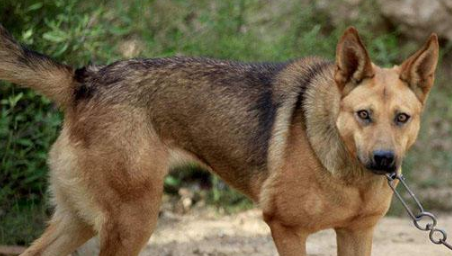 狼犬土狗的混血儿,每日定时执行外出,定时执行回家,主人和去看泪如雨下!