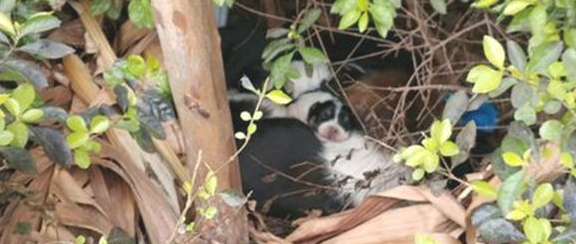 流浪犬母子躲在草丛里,蜷曲着身体冻裂了,漂亮小姐姐见到后暖人收留