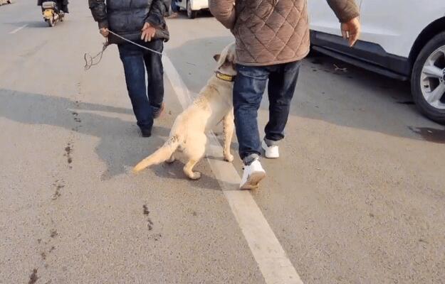 620块被卖的拉布拉多开心地跟着狗贩走,狗主:不是熟人这价我不会给你