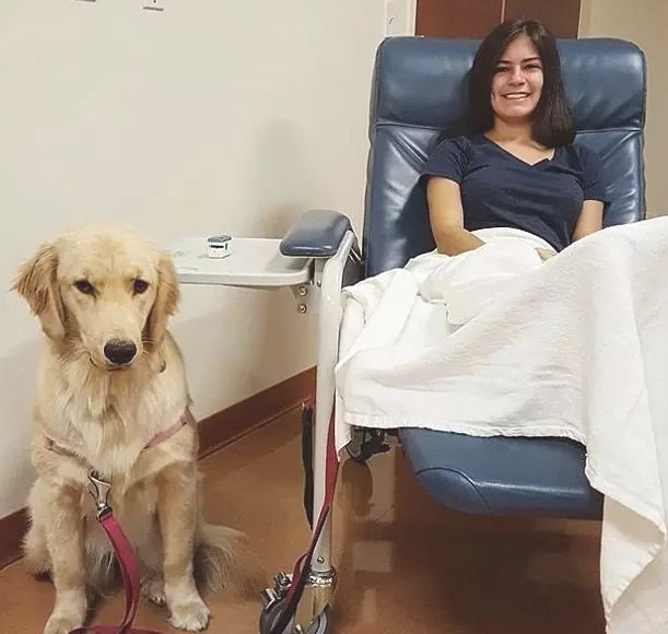 金毛犬照料生病主人家体贴入微,洗衣服脱袜子,无所不能