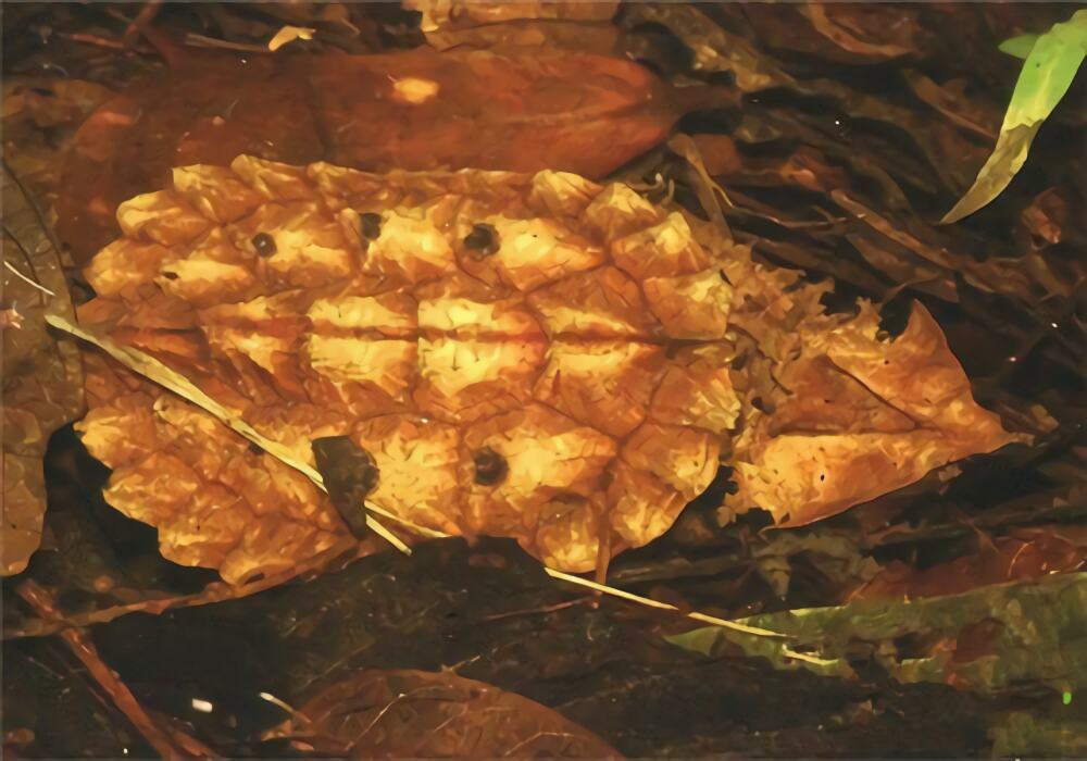 枯叶龟身份信息