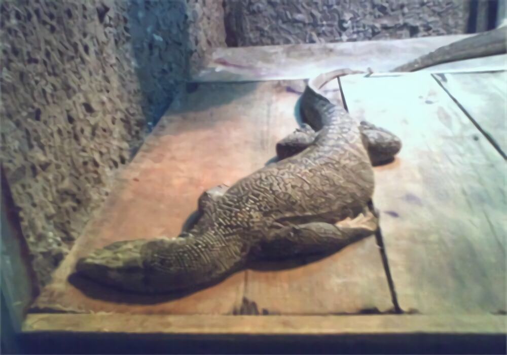 黄巨蜥身份信息