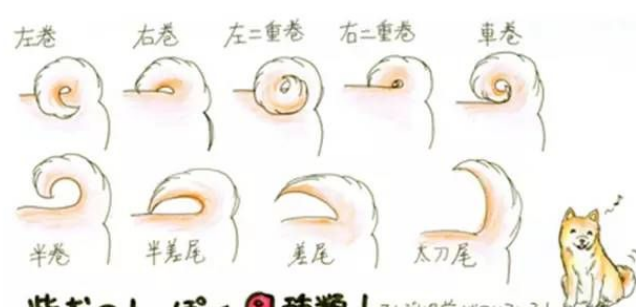柴犬尾巴怎样卷 卷尾大体可以分为以下两种