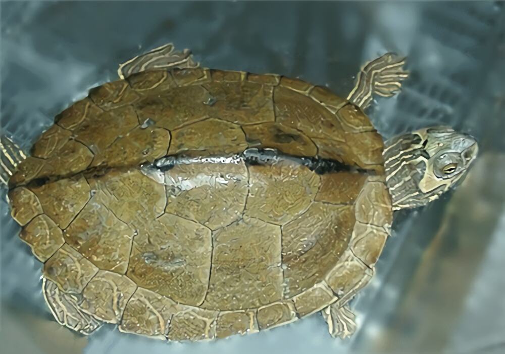 阿拉巴马地图龟身份信息