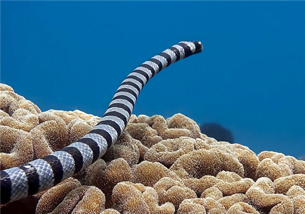 灰蓝扁尾海蛇身份信息