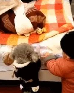 泰迪够不着玩具,撒娇让小主人帮忙,一人一狗交流毫无障碍