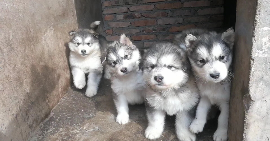 主人拦着阿拉斯加不让吃饭，要把狗急坏了，主人：性子真急！