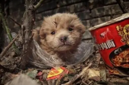 中华田园犬躲在垃圾堆里,畏畏缩缩十分害怕,最后结局暖心
