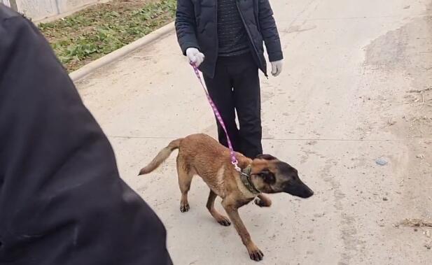 700块,不停推走狗贩子的马犬还是易了主,网友:可惜了,好狗没好命