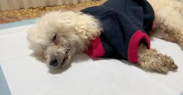 主人离世狗狗被抛弃,获救还是选择放弃