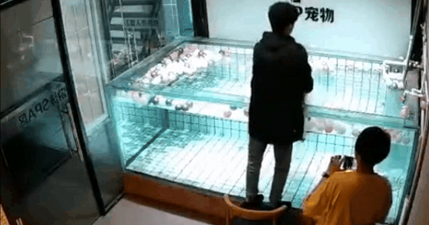 法斗犬泳池内溺亡，主人却在旁笑着拍视频：“你看它都不会游泳哎～”