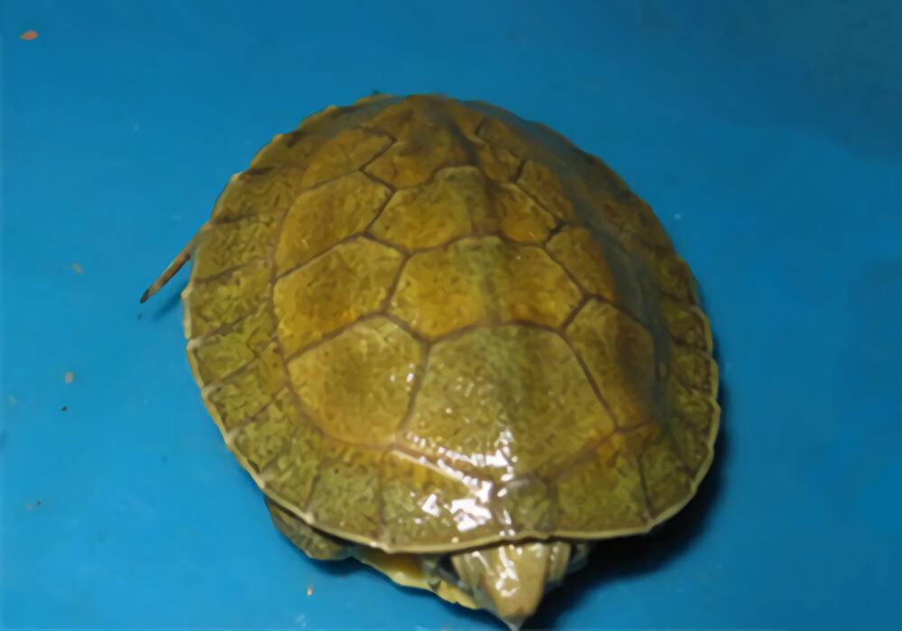 潘氏闭壳龟身份信息