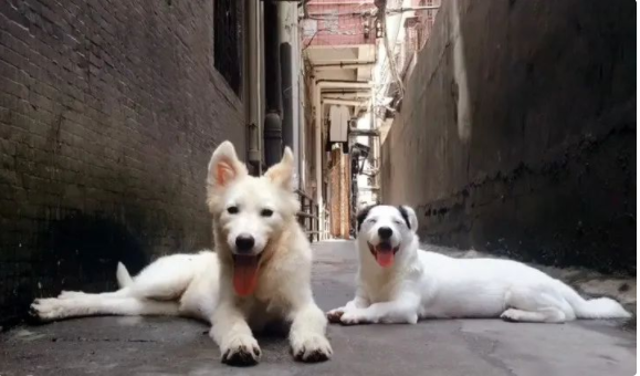 爱犬意外走失,主人天天寻找,23天后竟在狗肉馆发现了它