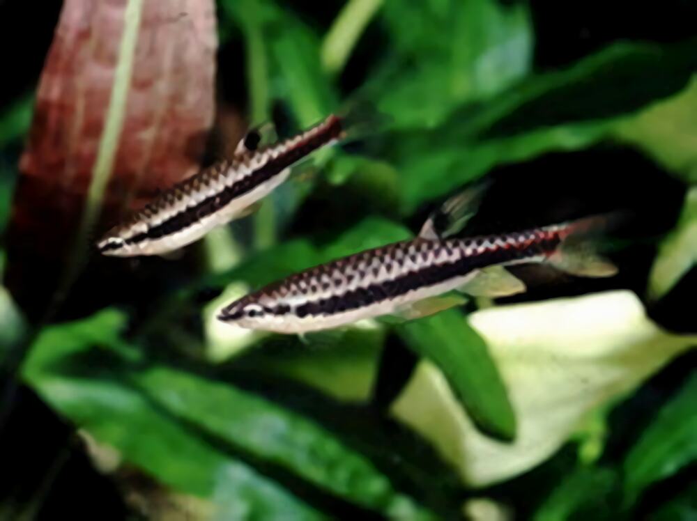 溅水鱼身份信息