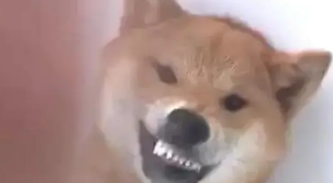 柴犬对铲屎官龇牙咧嘴,主人反手就是一巴掌