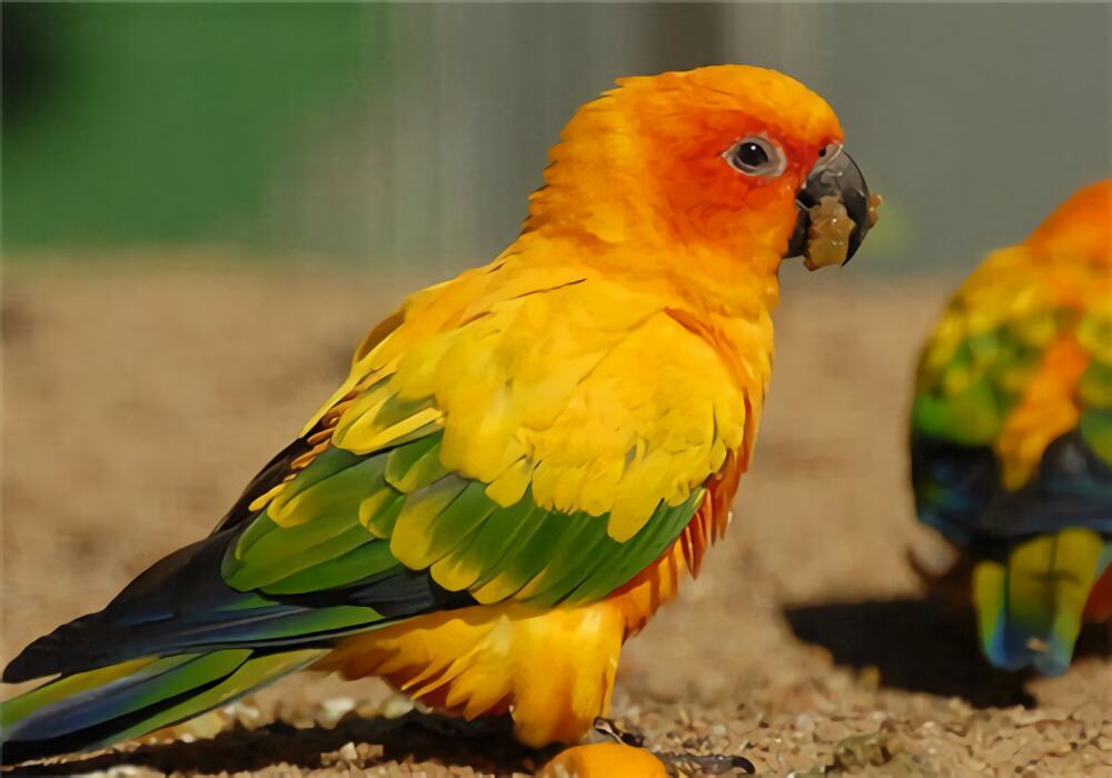 太阳锥尾鹦鹉身份信息