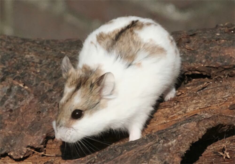 一线仓鼠身份信息