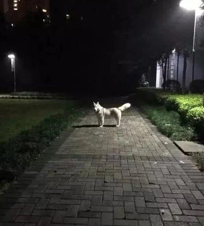 市民请求击杀“咬人”流浪狗,网友却大呼:快收编它吧!