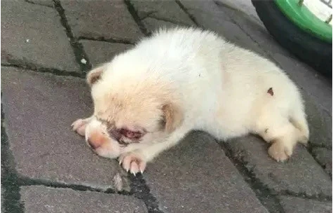 小狗疑遭遗弃拖着“瘸腿”追赶女主人，宠物医院：不能见死不救