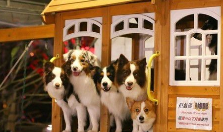 阿富汗猎犬站旁边牧羊犬瞬间变「柯基」!