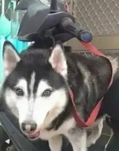 将14岁家狗骨灰烧制硫璃，她见圆珠上浑然一体的黑与白狗脸，红了眼圈…