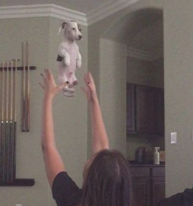 女主人跟狗狗玩抛高，狗狗被抛向猜疑狗生，空中的目光会亮