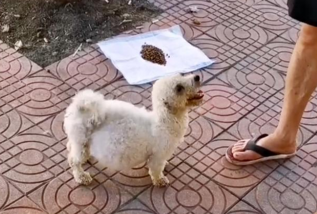 流浪狗肚子鼓成球,竟自己上门求助,结果让人心疼