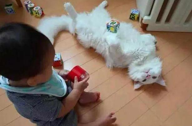 时代变了,现在猫咪的天敌不是狗,而是…