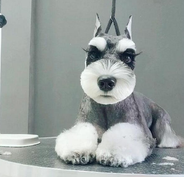 主人把小狗修得很美，眼睫毛纤长，大公狗变为小姑子凉！