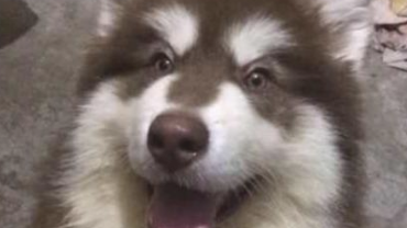 女孩骗父母说这狗长不大,大半年后,才了解它是巨型阿拉斯加犬